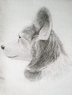 «Моя собака» 20х30, бумага, карандаш 2022г.
